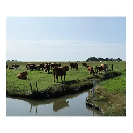 Doc Un Katt Comfortable